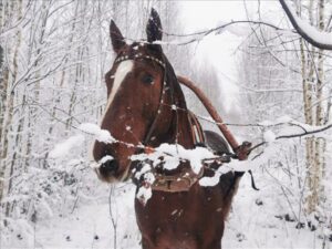 Ziemas pasaka zirgu sabiedrībā