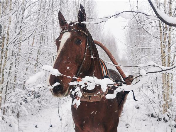 Ziemas pasaka zirgu sabiedrībā